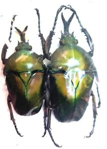 2 escarabajo verde flor masculina Eudicella schultzeorum - Imagen 1 de 2