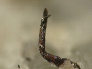 MM RARE MINERALS riccioli di ARGENTO nativo su matrice Ucchucchacua Perù - Foto 1 di 5