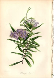 Paxton 1843 Antique hand-colored botanical print: Pimelea elegans, flower - Picture 1 of 2