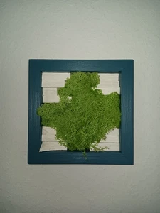 moosbild Wandbild Wanddeko Islandmoos Rentiermoos - Bild 1 von 1