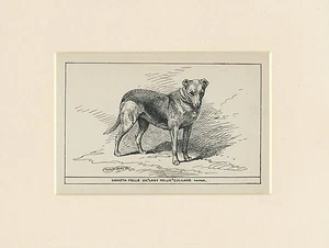 SMOOTH COLLIE RARE ANTIQUE 1900 ENGRAVING NAMED DOG PRINT READY MOUNTED - Bild 1 von 1