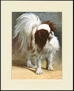 JAPANESE CHIN CHARMING LITTLE DOG PRINT MOUNTED READY TO FRAME - Picture 1 of 1