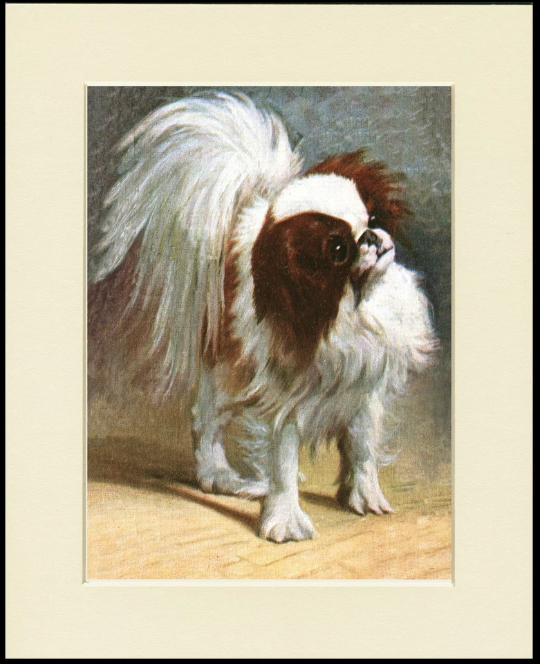 JAPANESE CHIN CHARMING LITTLE DOG PRINT MOUNTED READY TO FRAME - Image 1 of 1