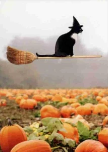 "Time flies when you're having fun!" AVANTI HALLOWEEN CARD Witch Cat on Broom - Picture 1 of 2