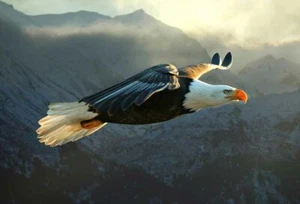 Fun Gift Home Art Wall Decor Eagle Flight Oil Painting Picture Printed On Canvas - Picture 1 of 6