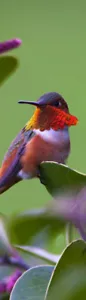 Marcador 3D Rufous Hummingbird - Imagen 1 de 1