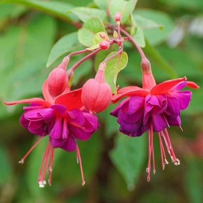 Fuchsia Dollar Princess - Plants Outdoor Garden Ready - Flowering Garden Plug - Image 1 of 4