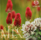 Clover Seeds Crimson Red And Clover White  Micro  2 Types Of Clover