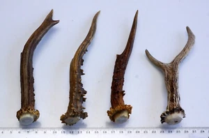  4 schöne Geweihstangen Rehstange Deko Tischdeko Floristik      172 g - Bild 1 von 2