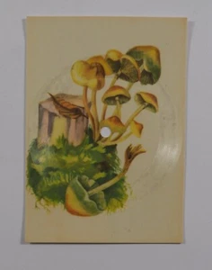 FRANK IFIELD The Summer Is Over POSTCARD FLEXI DISC mushrooms Hypholoma - Picture 1 of 2