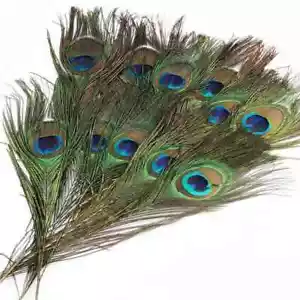 15X Natural Peacock Feathers Real Peacock Tail Feathers 25-30CM Feathers Decors - Picture 1 of 5