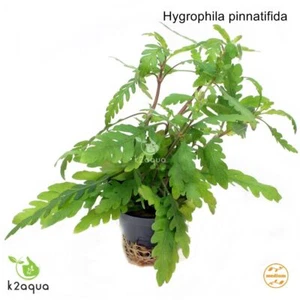 Hygrophila pinnatifida Live Aquarium Plants Java Fern Aquascaping Tank K2AQUA - Picture 1 of 2