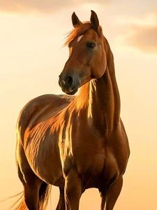 Brown Horse - Animal Portrait Poster - Picture 1 of 4