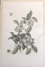 Catesby Bird Hand Colored Engraving Silky Camelia & Ruby Crowned Kinglet PL 13