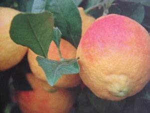 Citrus limon "Rosso" aus Italien 60cm - Rarität - Bild 1 von 9