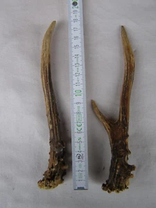 Geweihstangen Paar Rehbock. Länge 17,5cm. 82Gramm. - Bild 1 von 1