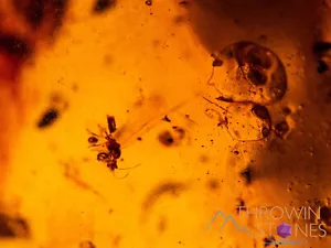 AMBER Tumbled Healing Crystal Stone - Insect Inclusion, Real Fossil - 52716 - Picture 1 of 10