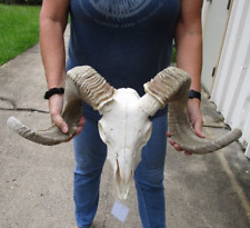 African Marino Sheep Skull and Horns 25 and 26 inches taxidermy #47209
