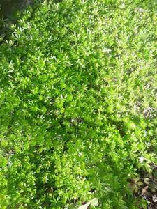 Waldmeister Pflanzen (ca. 30 Stück) aus meinem Naturgarten im Pflanztopf winterh - Bild 1 von 4