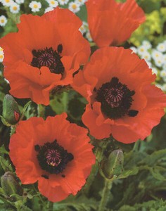 Mohn Staude online kaufen eBay