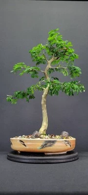 Flowering Brazilian Raintree Bonsai 12"H Indoor/outdoor Pithecellobium Tortum - Image 1 of 4