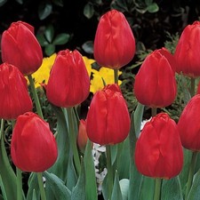 Tulip Darwin Hybrid Apeldoorn - 11-12 cm (10 Bulbs)