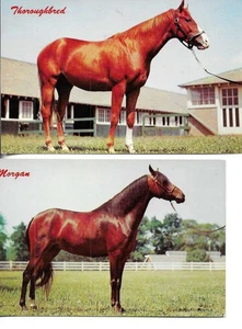 "Racehorses thoroughbred and morgan" Vintage American photo postcards. 9 x 14 cm - Picture 1 of 2