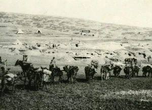 WWI War Macedonian Front mule camp tents desert old Photo 1914-1918 - Picture 1 of 4
