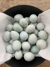 24+ Celadon quail hatching eggs