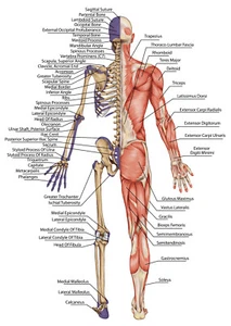 Human Body Diagrame ducational Science wall art Beautiful poster Choose Size - Picture 1 of 1