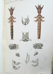 1914 Italian Book Crustaceans-Mollusks,Bivalves Natural History of Genoa Illus. - Picture 1 of 12