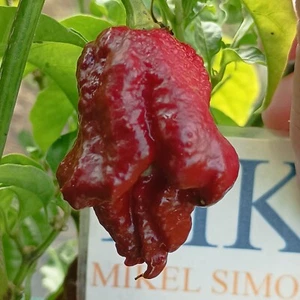 Moruglah Chocolate , 10 semillas , Capsicum chinense (582) - Picture 1 of 1