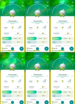 Tarountula XXL 0.47 - 0.52 m | For exhibitions | Tr-de Go✨ - Image 1 of 2