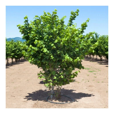 VIVAIO DI CASTELLETTO Nocciolo Corylus avellana Tonda di Giffoni pianta in vaso ø10 cm h 60/80 cm