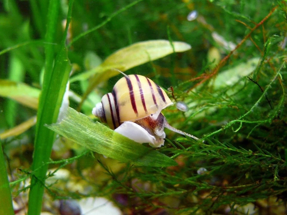 ACQUALANDER Lumaca lumache acquario acqua dolce Asolene Spixi ampullaria zebra