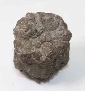 Crinoide, Seelilie, Gilbertsocrinus ohioensis, Devon, Silica, Ohio, USA -eb5646 - Bild 1 von 9