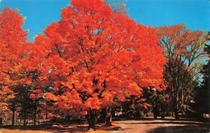 Schönes Herbstlaub, Route 7 durch Vermont Vintage PC veröffentlicht 1974 - Bild 1 von 2