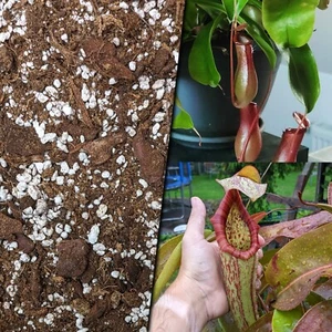 (0,80€/L) 10 l Nepenthes Karnivorenerde fleischfressende Pflanzen Substrat Torf - Bild 1 von 1