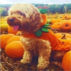 Martha Stewart Pets Zucca Cane Pet Costume X-Small (Nuovo con etichette) - Foto 1 di 3