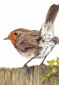 2.5" X 3.5" ACEO 'BOBIN ROBIN ' Bird PRINT of Original Watercolour By E.Wardle - Picture 1 of 1