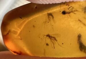 100 Million Year Fossil, Dinosaur DNA! 🧬 3 Mosquitos Preserved In Burmite Amber
