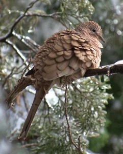 Bird Photography Print, Canvas Print, Wall Art, Home Decor, Inca Dove - Picture 1 of 8