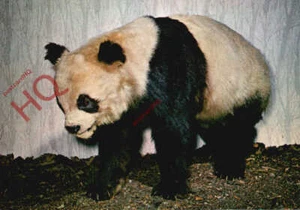 Picture Postcard, Giant Panda, Royal Scottish Museum - Picture 1 of 2