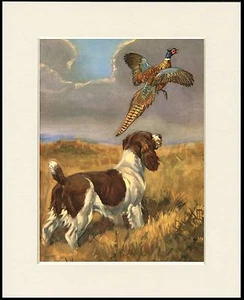 ENGLISH SPRINGER SPANIEL AND PHEASANT GREAT DOG PRINT MOUNTED READY TO FRAME - Foto 1 di 1