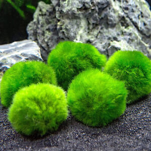 5 sfere di CLADOPHORA Alga vera Giapponese 3/4 CM pianta per Acquario moss ball