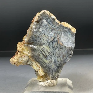 SS Rocks - Yellow & Black  "Dendritic" Opal (Australia) 47g - Picture 1 of 6