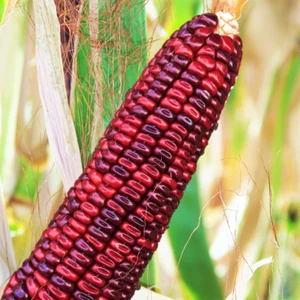 Bloody Butcher Corn Seeds |Jimmy Red Moonshine Sweet Indian Ornamental Seed 2025 - Picture 1 of 5