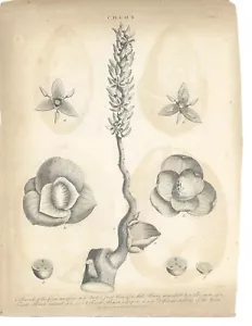 Placa de cobre 1807 grabado botánico de rama de palma de coco por J. Pase - Imagen 1 de 4