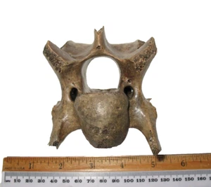 Pleistocene Steppe Bison Ice Age mammal fossil vertebra Extinct species #4 - Picture 1 of 8
