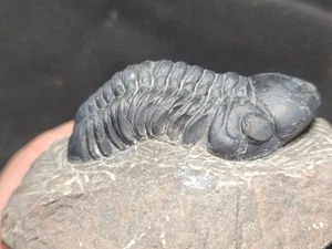 Excellent Black Shell Reedops hamlagdadianus Trilobite Devonian Morocco - Picture 1 of 5